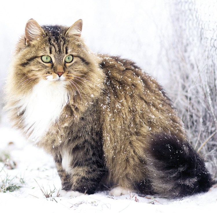 Сибирская пуховая кошка