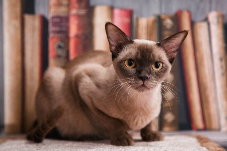 . Бурма кошка Багира