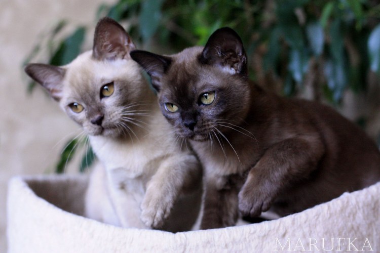 Американская Бурма котята