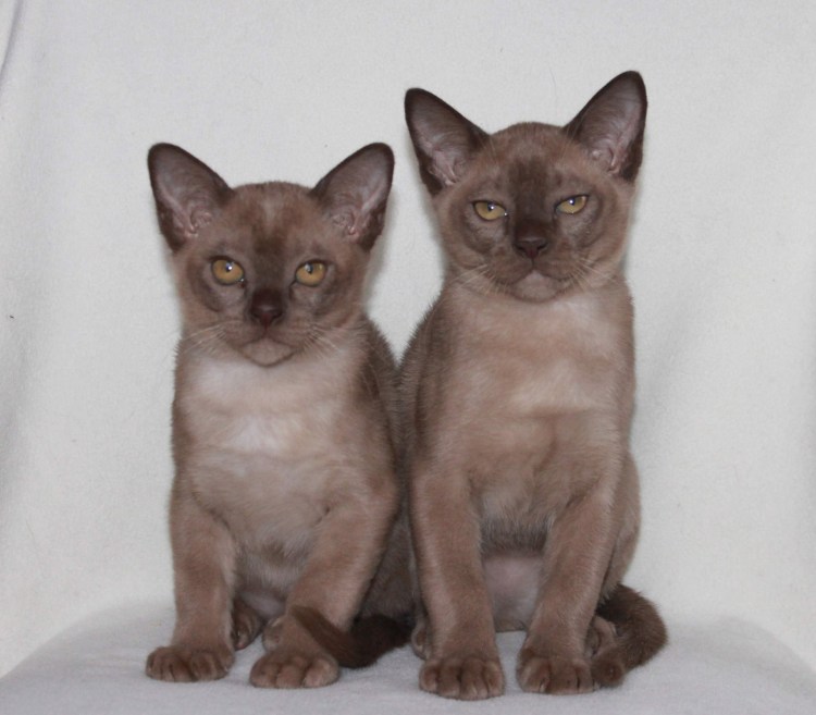 Бурманская кошка