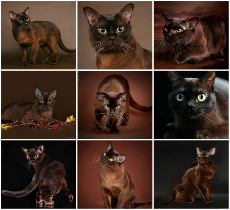 Европейская Бурма Соболь