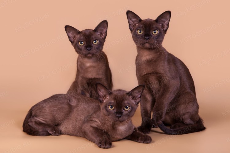 Бурма 161 Инстаграм