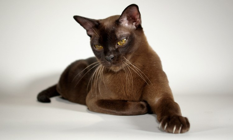 Американская Бурма питомник