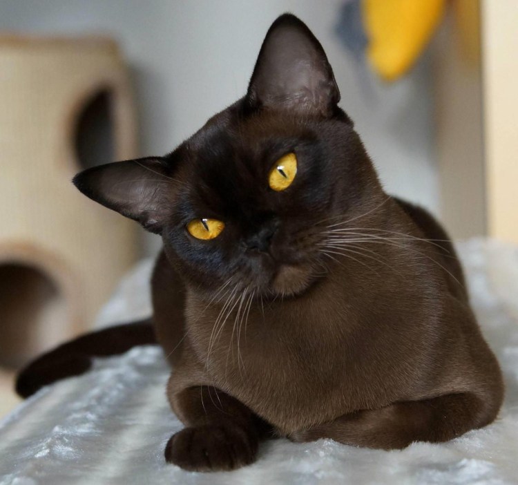 Европейская Бурманская кошка