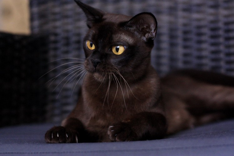 Бурманская кошка европейская и американская отличия