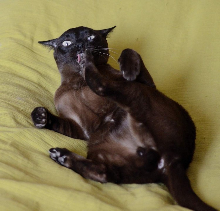 Американская апельсиновая Бурма