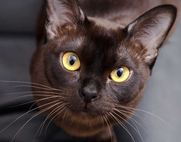 Кошка американская Бурма