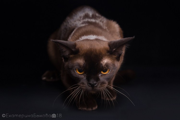 Бурманская кошка Британская