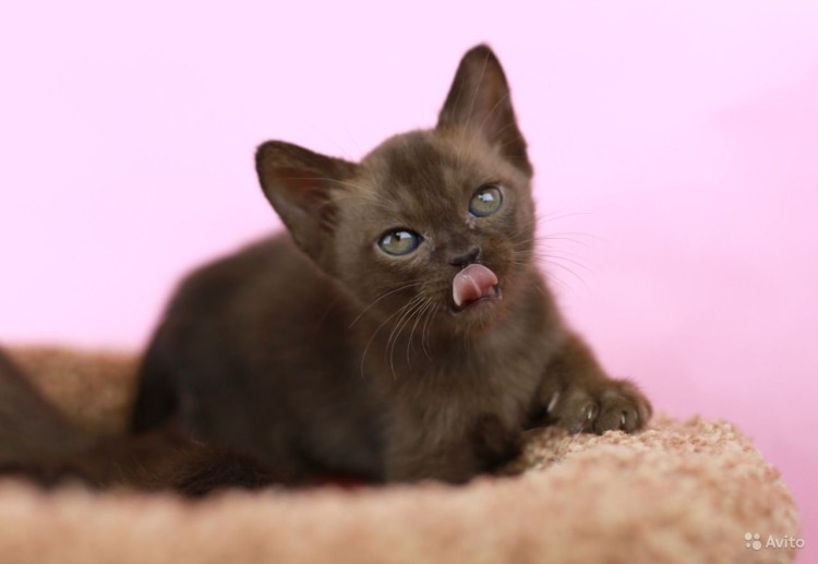 Европейская Бурманская кошка