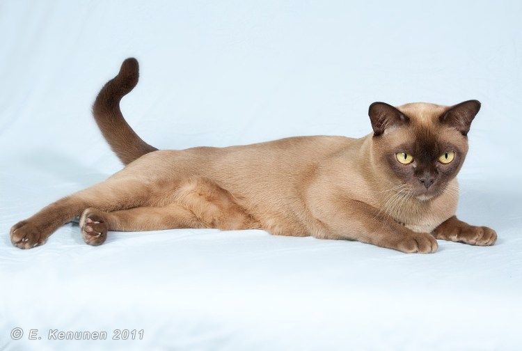 Европейская Бурма стандарты породы