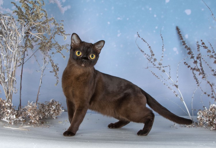 Бурманская кошка