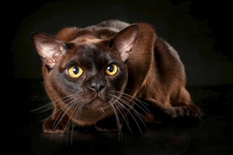 Бурманская кошка американская лиловая