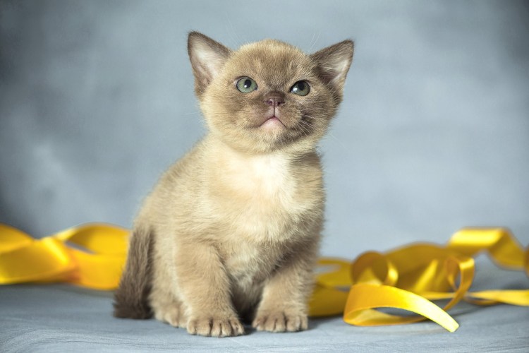 Бурманская кошка Манчкин