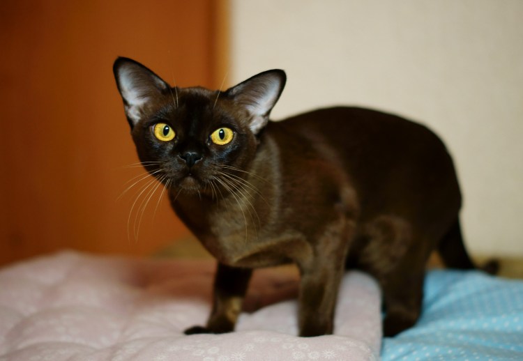 Бурма американская стандарт