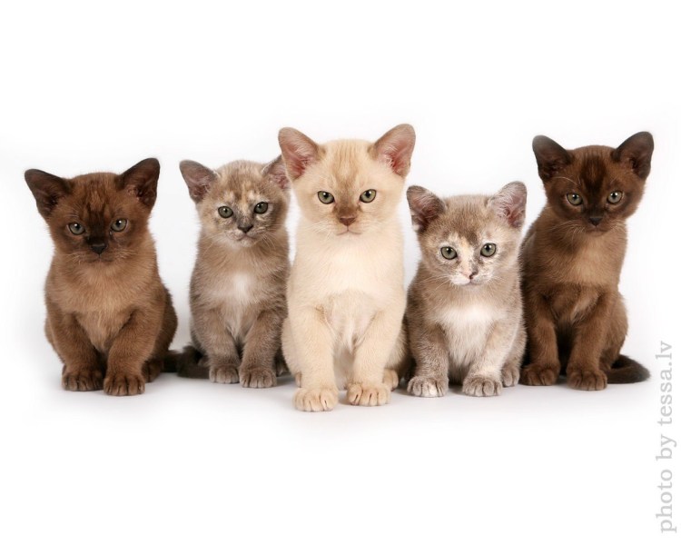 Бурманская кошка американская