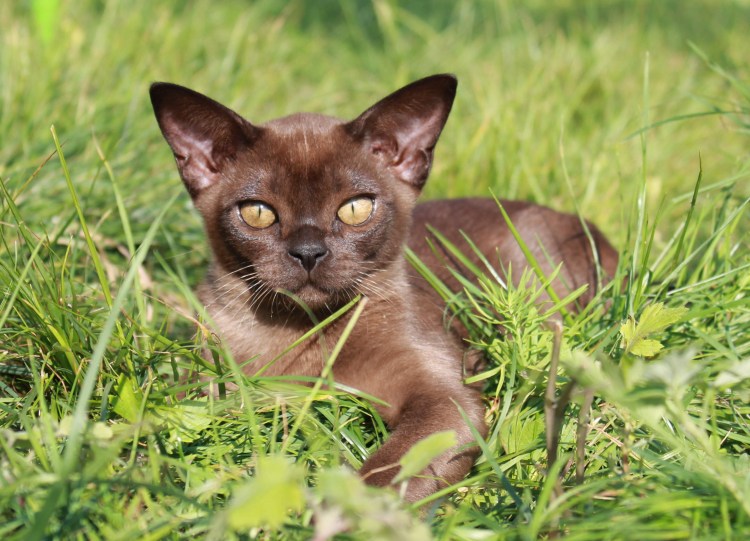 Европейская Бурма Соболь