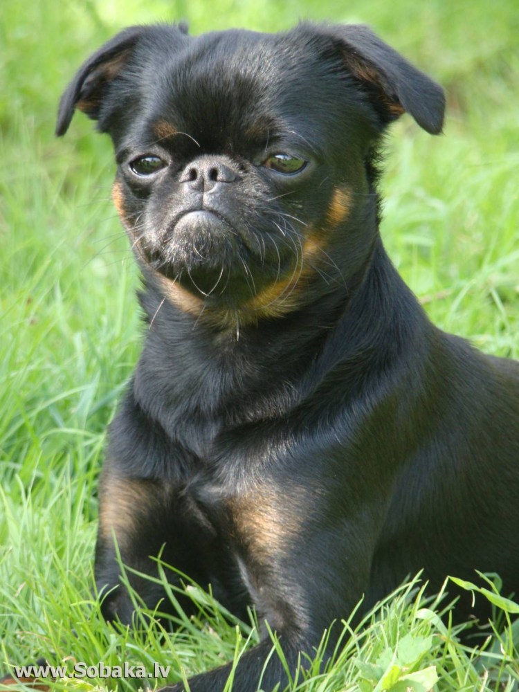 Гриффон Пти брабансон