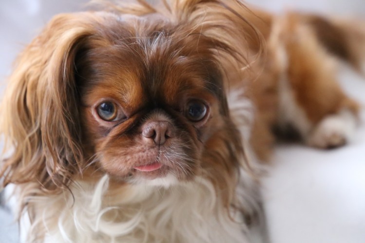 Гриффон собака Аффенпинчер