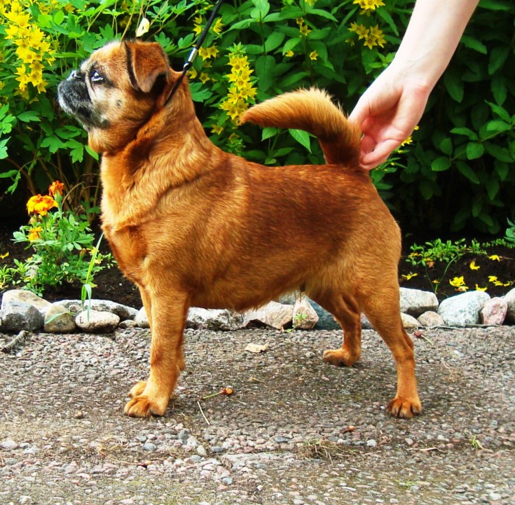 Пти Барсон собака