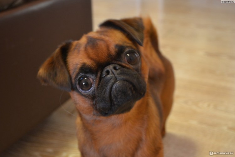 Брюссельский гриффон Пти брабансон