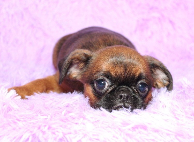 Пикардийская овчарка