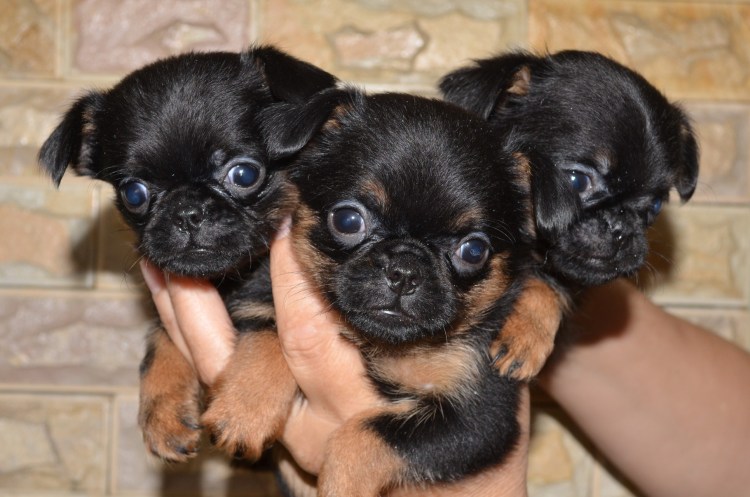 Пти брабансон черный