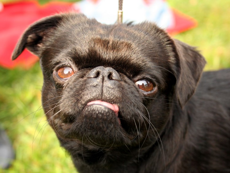 Поводок Пти брабансон