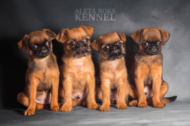 Пти брабансон