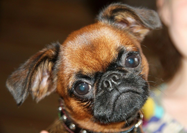 Гриффон Пти брабансон собака