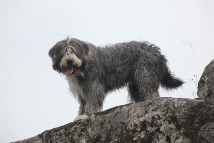 Череп Пти брабансона