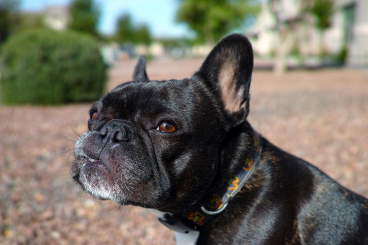 Брюссельский гриффон собака