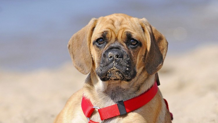 Мопс чёрный щенок