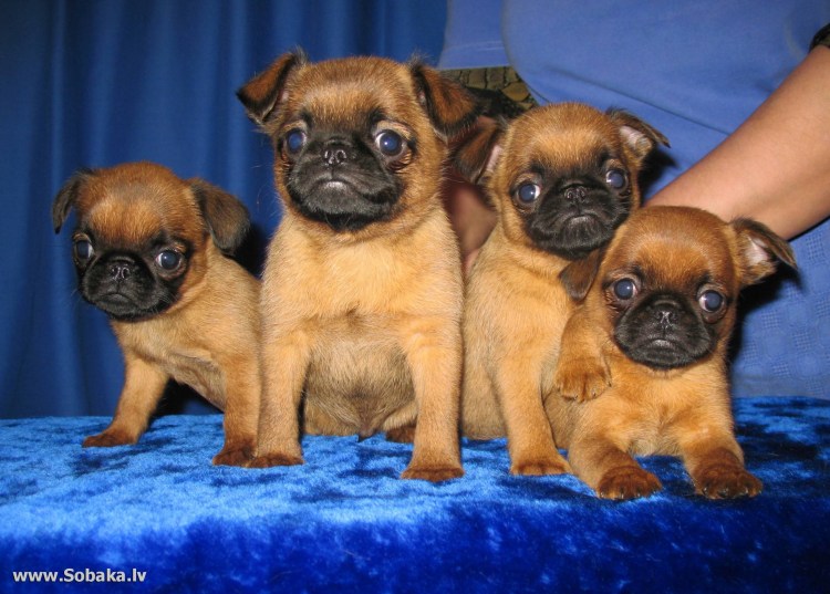 Гриффон Пти брабансон