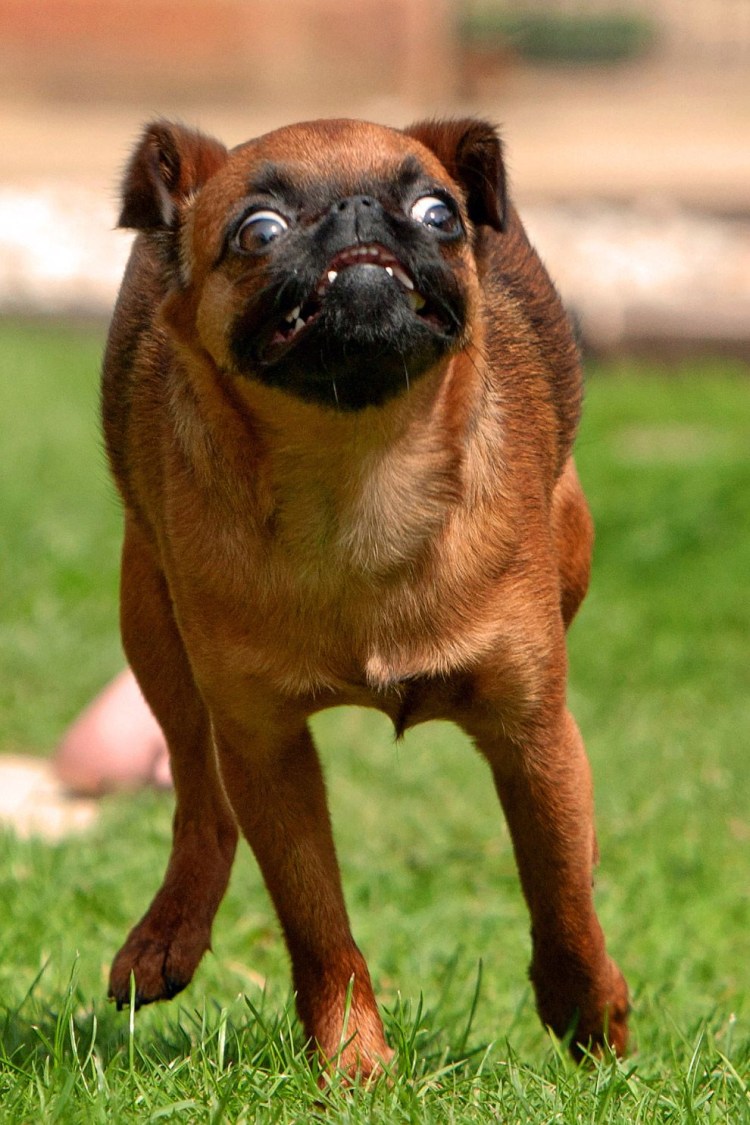 Бергамская овчарка стриженная