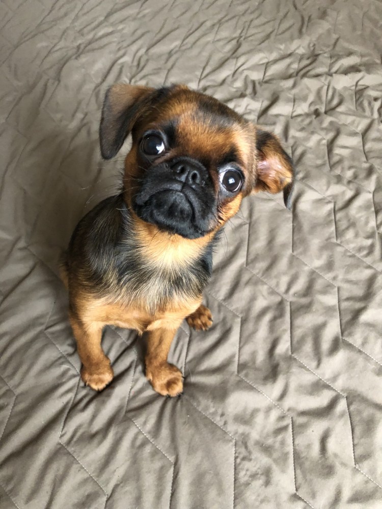 Брабансон порода