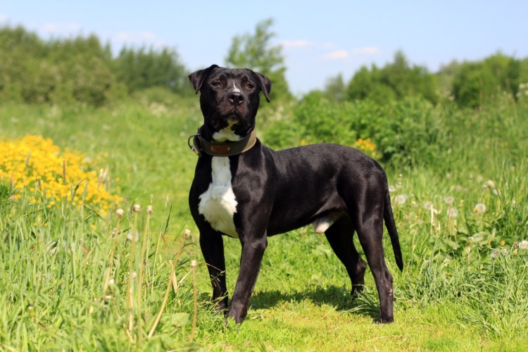 Французский бульдог тигровый