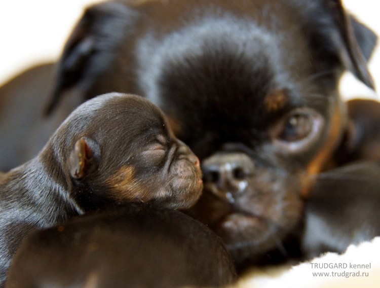 Новорожденный брабансон