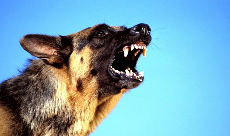 Овчарка малинуа злая