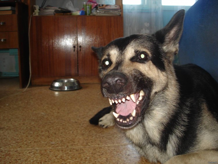 Восточно-европейская овчарка оскал