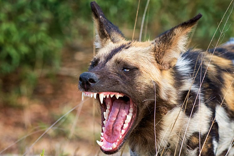 Ножницеобразный прикус у собак