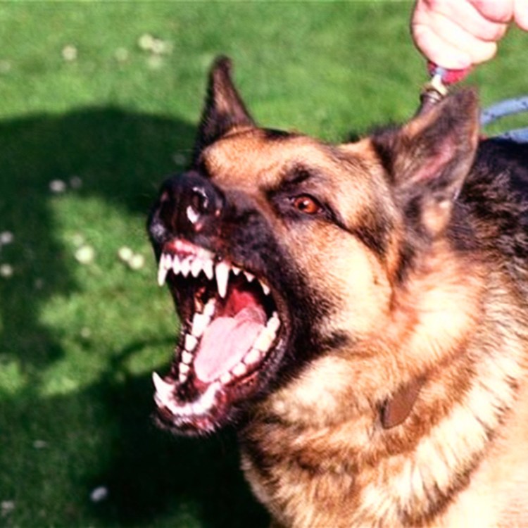 Восточно-европейская овчарка оскал