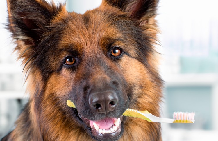 Намордники для собак "оборотень Классик"