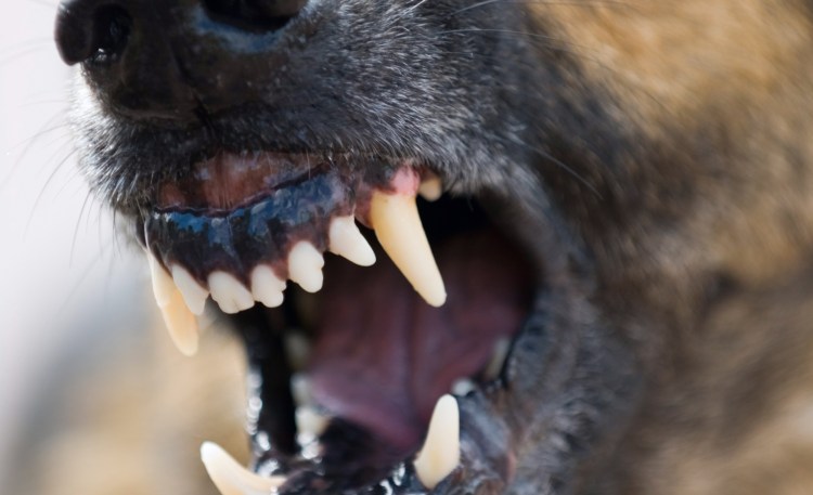 Овчарка с высунутым языком