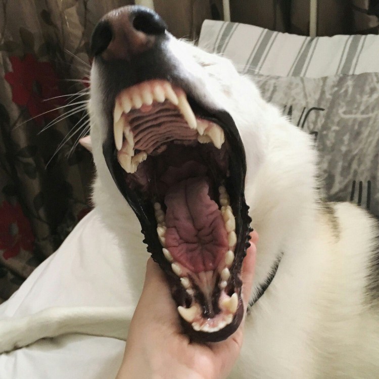 Злая Восточно европейская овчарка Эстетика