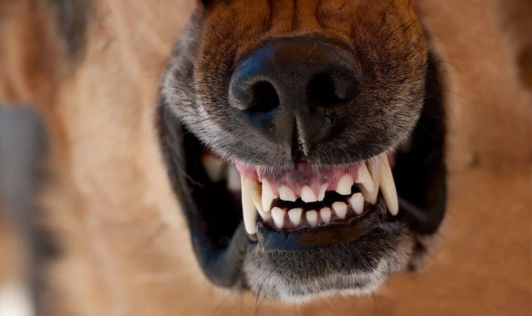 Доберман в страшном наморднике