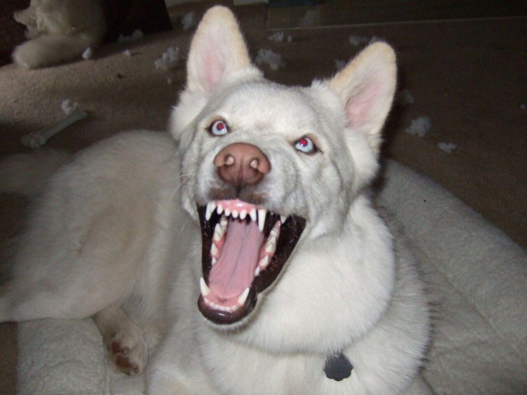 Бельгийская овчарка малинуа злая