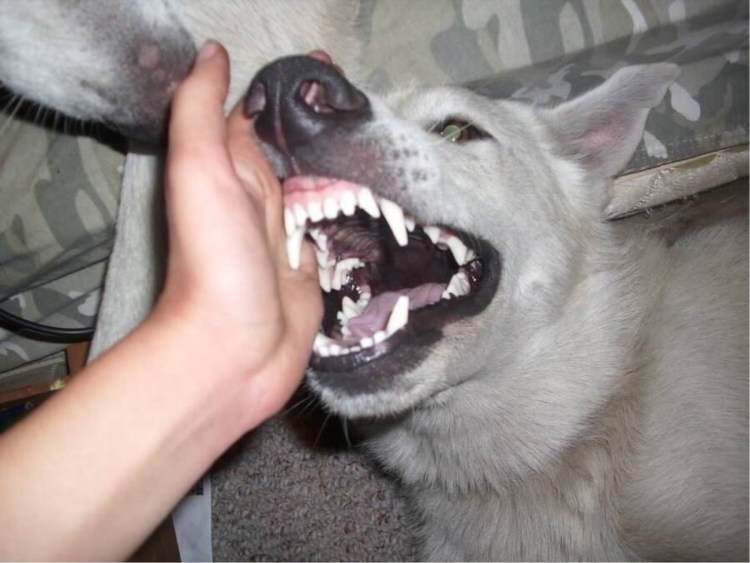 Лающая собака немецкая овчарка