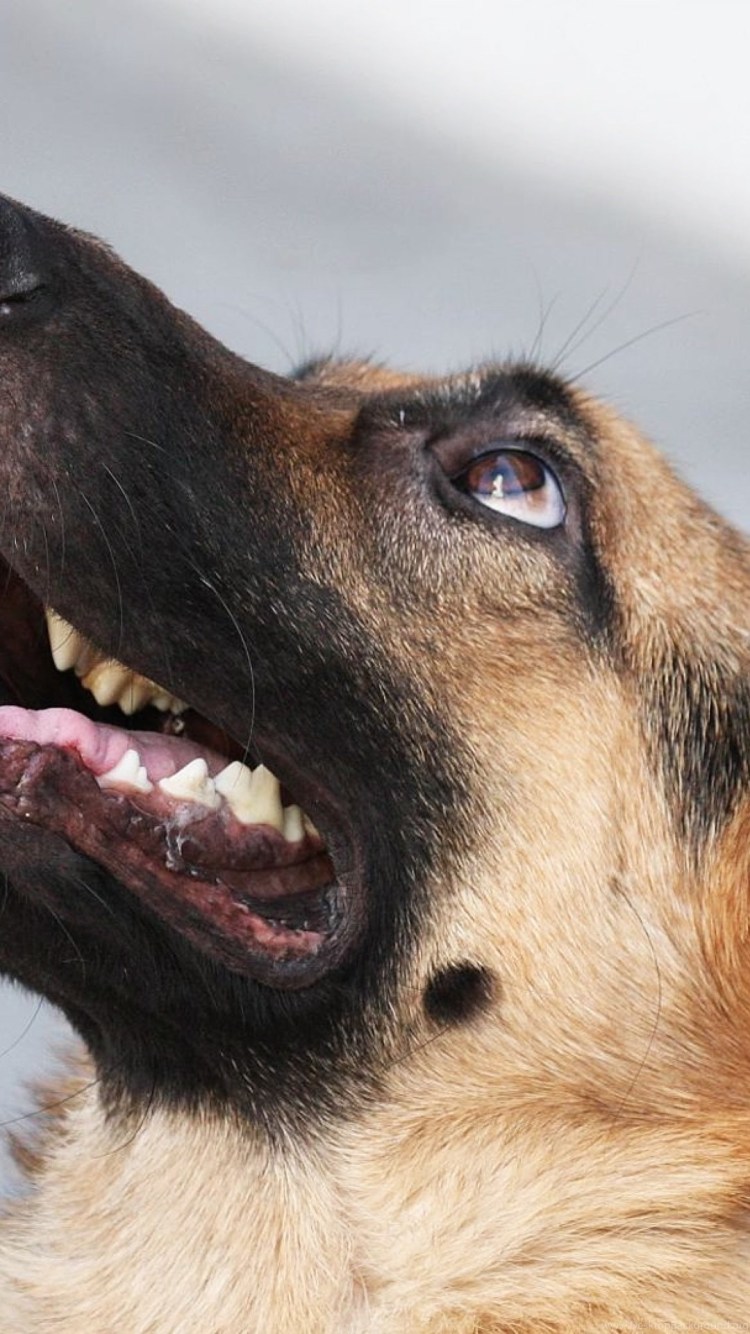 Жевательные зубы у собак