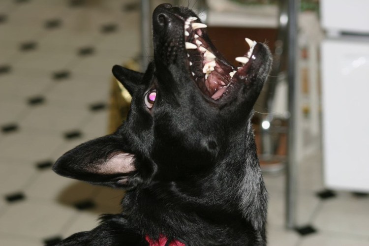 Немецкая овчарка точки на морде