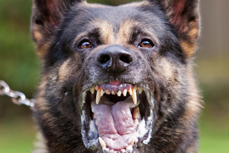 Волкособ оскал